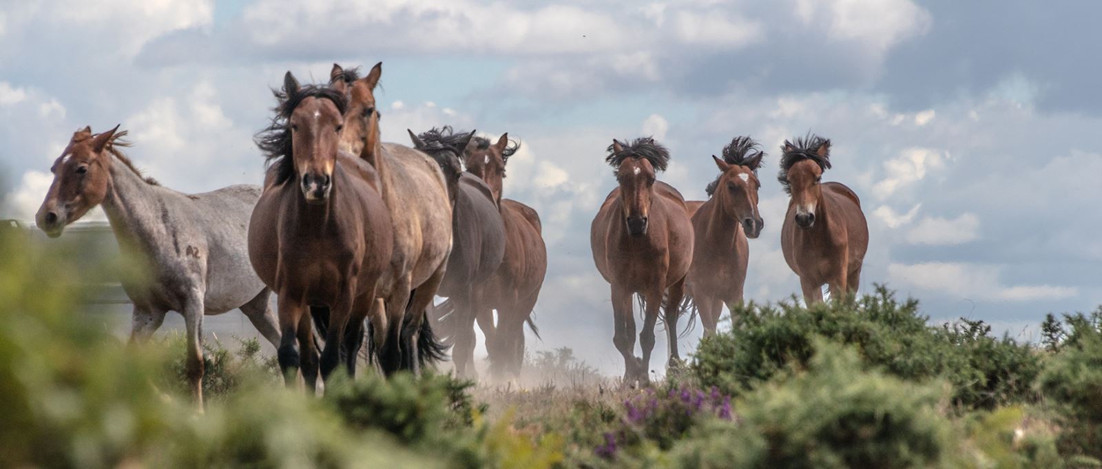 New Forest Ponies, Hampshire